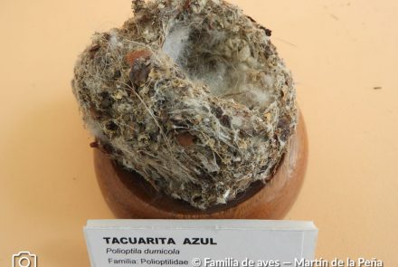 Tacuarita Azul