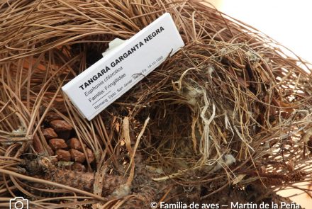 Tangará Cabeza Negra