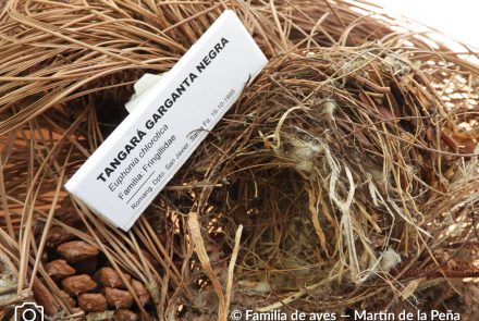 Tangará Cabeza Negra