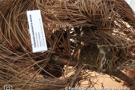 Tangará Cabeza Negra