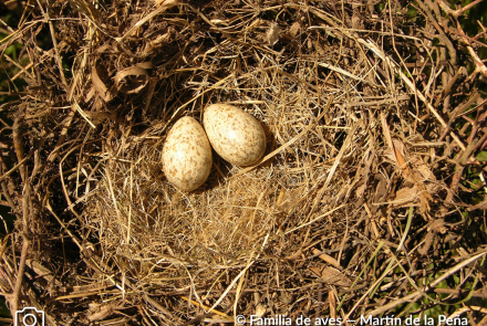 URRACA CRIOLLA