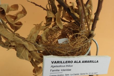 Varillero Ala Amarilla