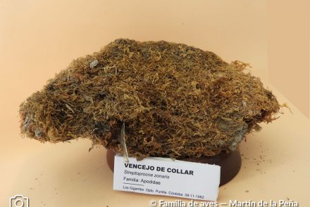 Vencejo de Collar