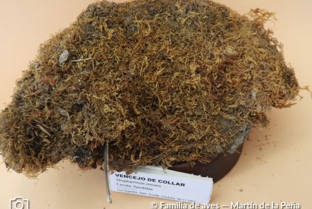 Vencejo de Collar
