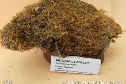 Vencejo de Collar