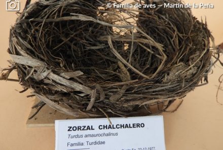 Zorzal Chalchalero