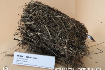 Zorzal Chiguanco