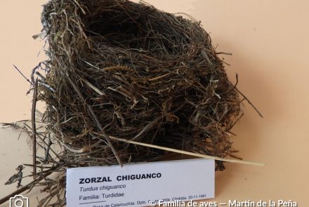 Zorzal Chiguanco
