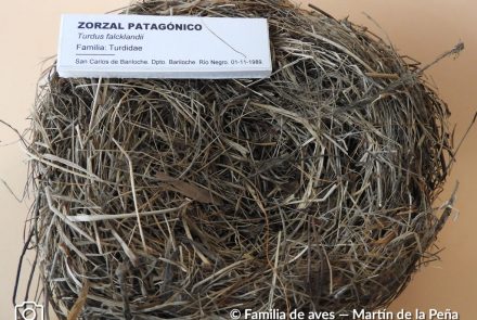 Zorzal Patagónico