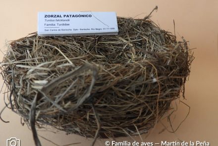 Zorzal Patagónico