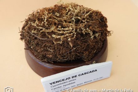 Vencejo de Cascada.