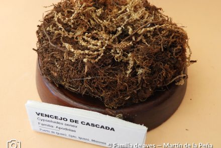 Vencejo de Cascada.