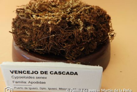 Vencejo de Cascada.