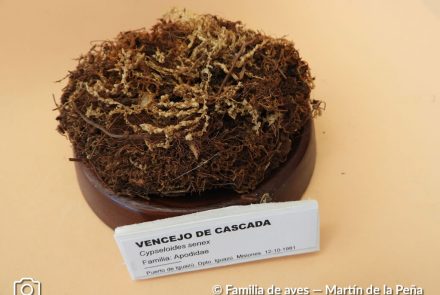 Vencejo de Cascada.