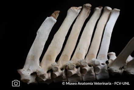 Osteología