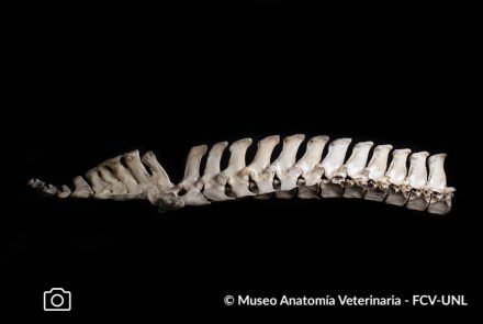 Osteología