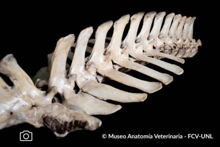 Osteología