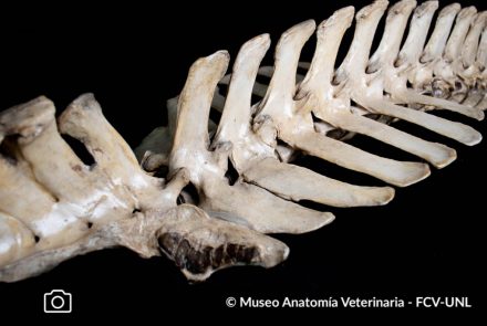 Osteología